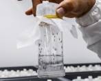 Mosquitos con Wolbachia, claves en la lucha contra el dengue en el Valle de Aburrá, según el experto Vélez. FOTO Jaime Pérez