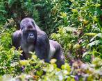Pasar un día con gorilas en Ruanda hace parte del turismo de lujo que crece en este 2018. Vale $5.000.000 por persona. FOTO sstock 