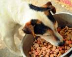 Entre los profesionales del Canil hay zootecnistas y operarios de granjas que tendrán el soporte veterinario del CES. FOTO sstock