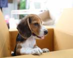 A los perros y a los gatos hay que garantizarles su bienestar, adoptarlos necesita compromiso. No los regale de aguinaldo, salvo que esté seguro de que estarán bien. FOTO sstock