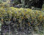 Su presencia afecta a la vegetación y ataca las fuentes de alimento de algunas aves. FOTO JAIME PÉREZ