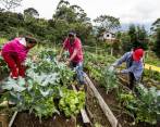 Cultivos y huertas en Antioquia incentivan alimentación saludable