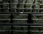 Este fin de semana será la votación final del Plan de Desarrollo. Si se aprueba, la FLA empezaría a hacer los estudios económicos de la línea de negocio de cannabis medicinal. FOTO Santiago Mesa
