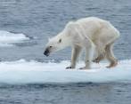 Esta es la foto que le está dando la vuelta al mundo y en la que se muestra a una osa polar en estado de desnutrición. FOTO FACEBOOK KERSTIN LANGENBERGE. 
