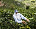 La Federación de Cafeteros estima que se necesitarán 165.000 recolectores para la producción de fin de año. FOTO Jaime Pérez