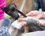 La meta del Gobierno es superar los 6 millones de perros y gatos vacunados contra la rabia este año. Para ello, hizo una inversión de $3.965 millones de pesos. FOTO edwin bustamante