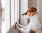 La llegada de la cuarentena también hizo que los perros se acostumbraran a tener a su dueño todo el día a su lado. FOTO sstock