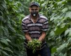 Pequeños productores son los más afectados: dependen de cadenas de comercio con intermediación y pagos no alcanzan. FOTO julio c. herrera