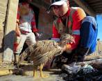 Así será la entrega de alimentos para animales damnificados de Dabeiba y Urrao