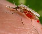 Solo en 2014, alrededor de 580.000 personas murieron a causa de la malaria en todo el mundo. FOTO REUTERS