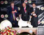 Junior, el mejor perro de Colombia. Foro cortesía Asociación Club Canino Colombiano