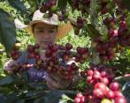 La meta de los caficultores colombianos es renovar 90.000 hectáreas de cultivos cada año. FOTO Manuel Saldarriaga