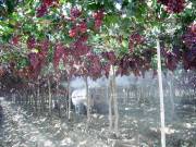 CortesíaEcoflora está trabajando tres líneas de negocio. La agroindustrial, la de productos cosméticos y la de limpieza institucional. En el tema agroindustrial han desarrollado productos como insecticidas, pesticidas y fungicidas, todos con ingredientes vegetales.