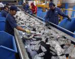 En 2014 Enka transformó 20.000 toneladas de botellas de PET en productos de alto valor agregado, en su recolección vinculó a 8.600 familias que recibieron $24.000 millones FOTO manuel saldarriaga