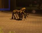 El perro araña gigante, el video más popular en YouTube en 2014