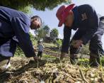 El Gobierno asegura que el proyecto no buscará expropiar el sector privado, sino ordenar la propiedad rural. FOTO jaime pérez 