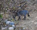Zorros de la especie Cerdocyon Thous como este, fueron los afectados en Caldas. FOTO jaime pérez