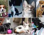 La adopción fue la forma que muchas personas encontraron para tener esta compañía en casa. FOTOS Cortesías