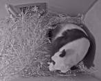 Del osezno aún no se conoce el sexo y por esto aún no le han dado un nombre. FOTO AFP / OUWEHANDS ZOO