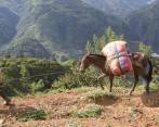 En Briceño, los campesinos han denunciado la presencia de grupos armados ilegales. FOTO: Donaldo Zuluaga