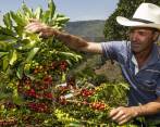 Los Rivera tienen el secreto para cultivar el mejor café en Caicedo