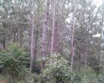 La finca La Guaca, en Salgar, Antioquia, está sembrada en esta variedad de pino, llamada tecunumanii. FOTO cortesía de ria.