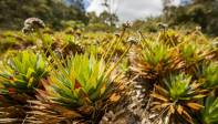 Allí se dan reservorios de diversidad de flora presentes en diferentes microclimas y microhábitats, nichos para la fauna, captura de carbono en el suelo y reducción de la amenaza asociada a inundaciones Foto: Carlos Velásquez