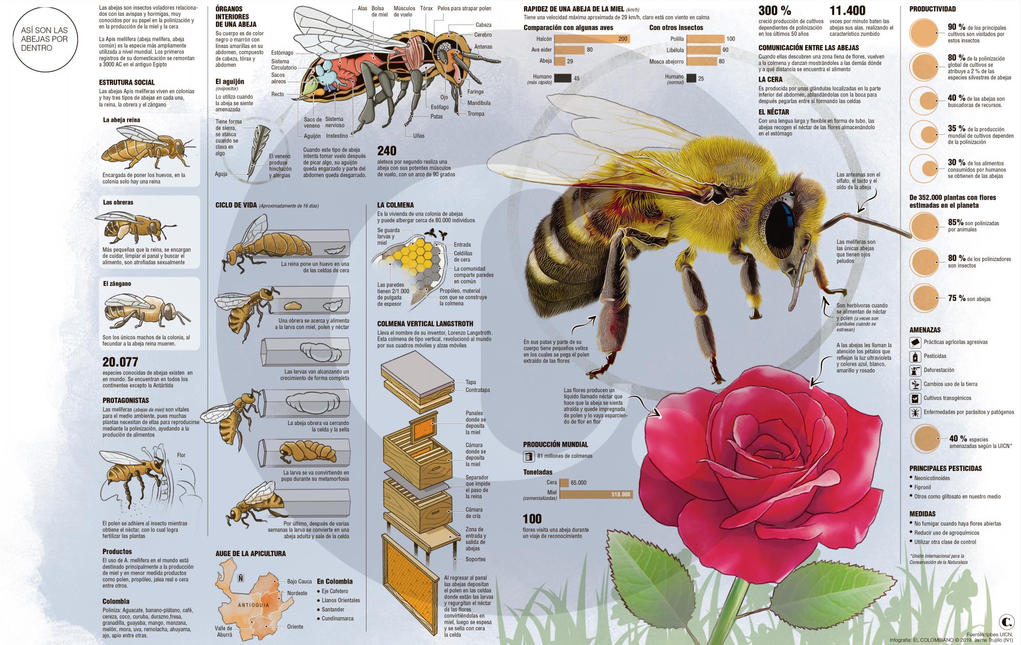 Taxonomia De Las Abejas