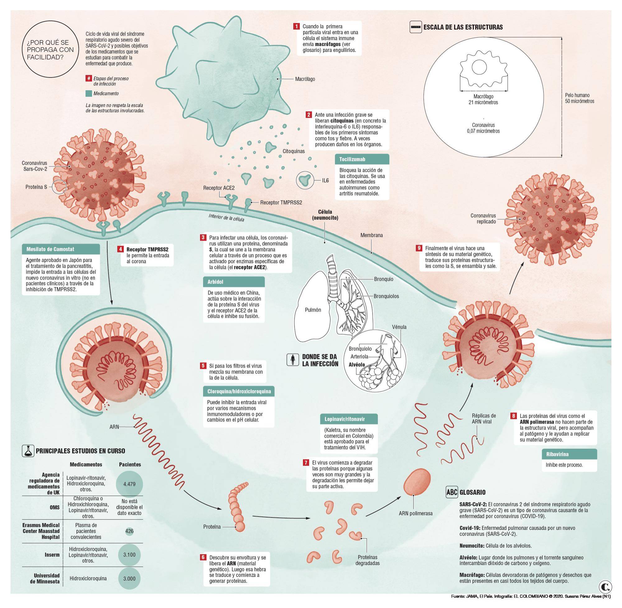 En la carrera por neutralizar al nuevo virus