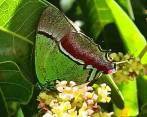 Los machos de la mariposa sedosa quetzal se diferencian por un menor tamaño y por tener un azul iridiscente más vistoso, informó la Secretaría del Medio Ambiente de Medellín. FOTO: CORTESÍA DE LA ALCALDÍA.