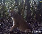 Registran pumas en el alto La Romera, en Sabaneta