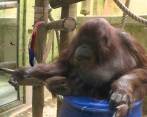 Oraguntana pintora del zoológico de París cumple 50 años