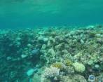 93% de la Gran Barrera de Coral de Australia perdió su color