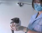 Ajo, el primer gato clonado en China