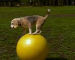 Purin, la perrita con dos récord Guinnes