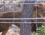 Leones rescatados de circos en Colombia llegaron a Sudáfrica