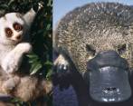 Tanto el loris perezoso de Bengala (izquierda) como el ornitorrinco (derecha) son mamíferos venenosos. Usan las toxinas para defenderse o por selección sexual. FOTO cortesía helena synder