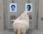 ¿Por qué las ovejas reconocen a Barack Obama?