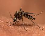 En Venezuela se presentaron, por lo menos, 406.000 casos de malaria. FOTO: Cortesía