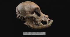 Se hicieron hallazgos también sobre sus ritos funerarios con los animales. Foto: Agencia Sinc, Universidad de Granada 