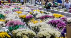La celebración del Día de las Madres en el exterior representa alrededor del 15 % de las ventas anuales de los floricultores colombianos, es decir unos US$220 millones según estimaciones del gremio de los productores Asocolflores. FOTO Juan Antonio Sánchez