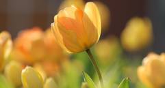 El fenómenos de relocalización de la producción de flores está en Francia, Reino Unido e Italia. Foto: Unsplash