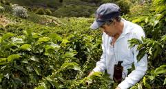 En junio el café sin tostar descafeinado o no; cáscara y cascarilla del café creció 31,4 % en junio, lo que aportó 8,6 puntos a la variación, según el Dane. FOTO: Jaime Pérez Munévar