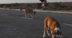 El cierre obligatorio de los restaurantes priva a los perros y gatos callejeros de las sobras y de los cubos de basura donde suelen agruparse. Los habitantes y los comerciantes no salen de casa para alimentarlos. Foto: AFP. 