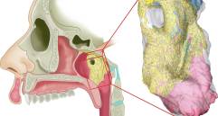 En la evaluación se iluminaron dos glándulas planas, largas y delgadas, de alrededor de 5 centímetros de longitud, cubiertas por los tubos que conectan los oídos con la garganta. Foto: cortesía