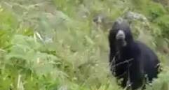 El oso andino fue observado y grabado en zona rural del corregimiento Santa Rita, de Andes. IMAGEN TOMADA DEL VIDEO