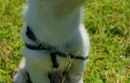 Pomsky, el lobito miniatura que todos quieren tener