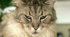 Así esta hoy Romeo, el primer gato con marcapasos en Colombia. FOTO CORTESÍA INSTAGRAM @ROMEOASLAN.18