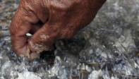 Otra parte importante de amalgama queda en las parrillas y es recogida por los mineros por medio de pequeñas palas. FOTO MANUEL SALDARRIAGA