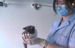 Ajo, el primer gato clonado en China